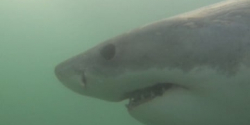 Atlantic Canada sharks a 'rare spectacle,' says DFO technician