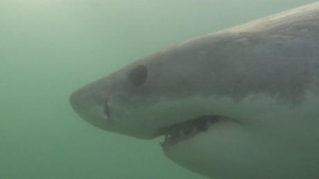 Atlantic Canada sharks a 'rare spectacle,' says DFO technician