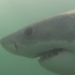 Atlantic Canada sharks a 'rare spectacle,' says DFO technician