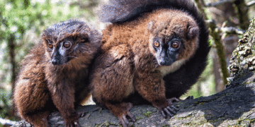 Lemur facial recognition tool developed