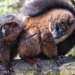 Lemur facial recognition tool developed