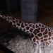 Giraffe birth live webcam back on after complaints it was sexually explicit
