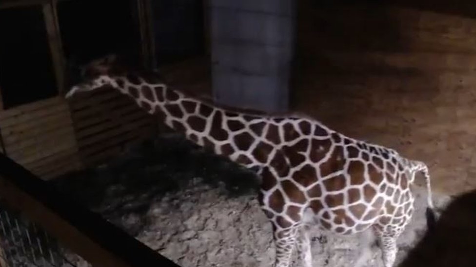 Giraffe birth live webcam back on after complaints it was sexually explicit