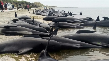 New Zealanders race to save whales after 400 stranded