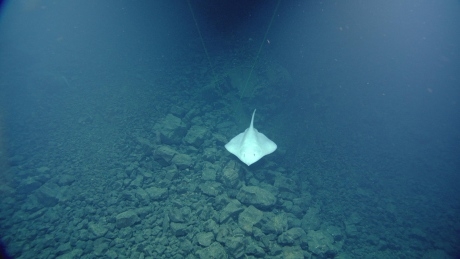 Toxins found in marine life in deepest part of Pacific Ocean