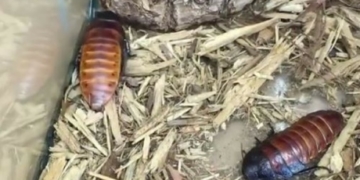 Meet Atlanta’s newest cockroach: Tom Brady