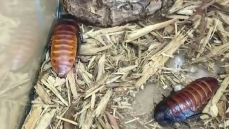 Meet Atlanta’s newest cockroach: Tom Brady