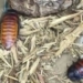 Meet Atlanta’s newest cockroach: Tom Brady