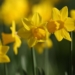 Noma Dumezweni reads Wordsworth’s Daffodils