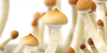 Can psychedelic drugs work magic on depression?