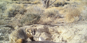 Hard-working badger caught on video burying whole cow to feast on later