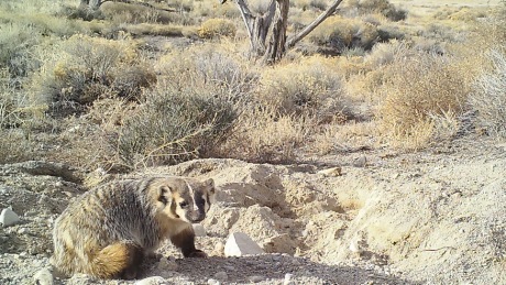 Hard-working badger caught on video burying whole cow to feast on later