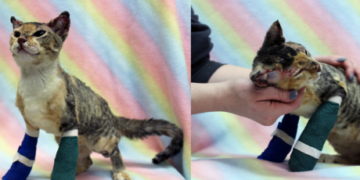 Burned kitten reunited with rescuer after narrow escape from Saskatoon house fire