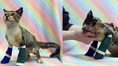 Burned kitten reunited with rescuer after narrow escape from Saskatoon house fire