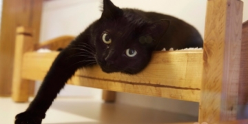 Canadian vet association now opposes the declawing of cats