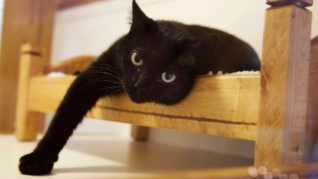 Canadian vet association now opposes the declawing of cats