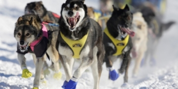 Iditarod sled race, protests in South Korea and celebrating women globally: The week in pictures