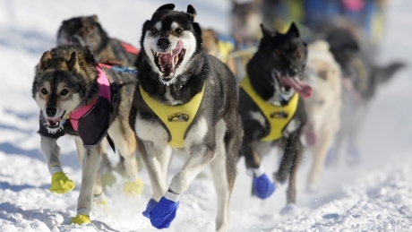 Iditarod sled race, protests in South Korea and celebrating women globally: The week in pictures