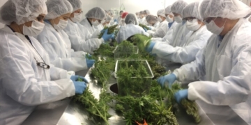 Employers want Ottawa’s help to deal with marijuana-smoking workers