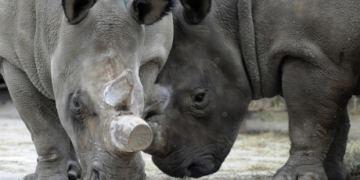 Why is a Czech zoo sawing the horns off all its rhinos?