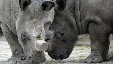 Why is a Czech zoo sawing the horns off all its rhinos?