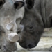 Why is a Czech zoo sawing the horns off all its rhinos?