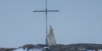 ‘I was blown away,’ says woman behind praying polar bear picture