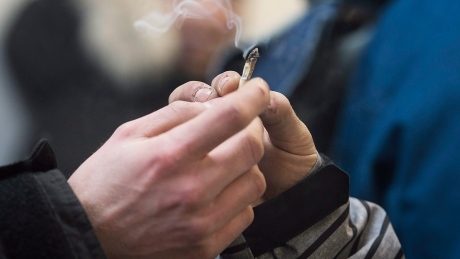 UBC researchers discover marijuana flavour genes, aim to create standards for taste
