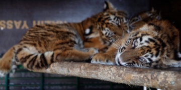 3 tigers rescued from maggot-infested crate at Beirut airport