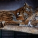3 tigers rescued from maggot-infested crate at Beirut airport