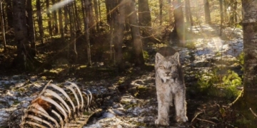 After months of waiting, the perfect lynx shot for N.B. photographer