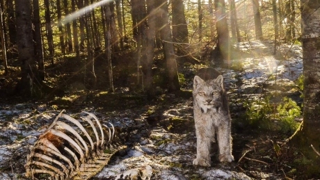 After months of waiting, the perfect lynx shot for N.B. photographer