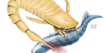 Giant sea scorpions used serrated tail spines to slay prey, Edmonton study finds