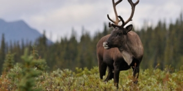 Environmental group sues Catherine McKenna for failing to report on efforts to save caribou habitat