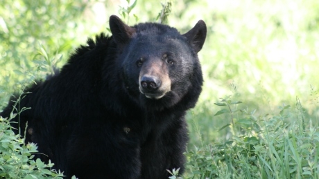 Toronto police kill bear after it roamed through residential area