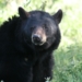 Toronto police kill bear after it roamed through residential area