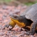 These endangered turtles being saved by citizens of an Ontario hamlet