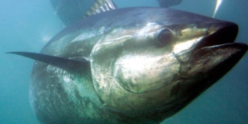 Atlantic bluefin tuna not listed as an endangered species