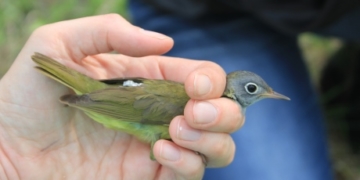 Tiny birds with tiny backpacks could help save Manitoba warbler species