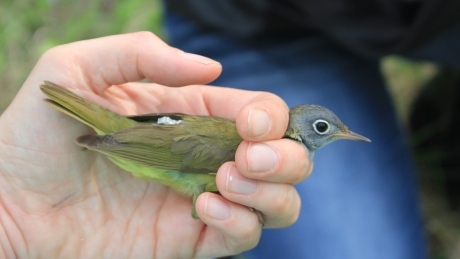 Tiny birds with tiny backpacks could help save Manitoba warbler species