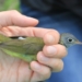 Tiny birds with tiny backpacks could help save Manitoba warbler species