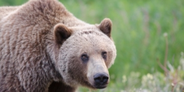 Yukon looks to preserve and manage grizzly bear population