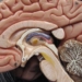 New research reveals what happens when adults learn to read