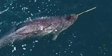 Narwhal hunting with their tusks caught on video for the first time
