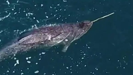 Narwhal hunting with their tusks caught on video for the first time