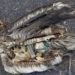 ‘They all have plastic inside them’: Film shows pollution’s impact on Pacific albatrosses
