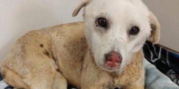 ‘His fur saved his life’: Pup thrown into firepit by kids