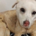 ‘His fur saved his life’: Pup thrown into firepit by kids