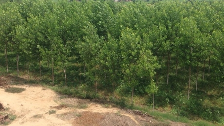 Planting trees can’t counter carbon emissions: Bob McDonald