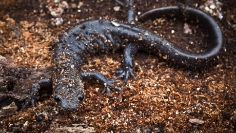 Endangered salamanders put quarry on hold as Ontario town battles against project
